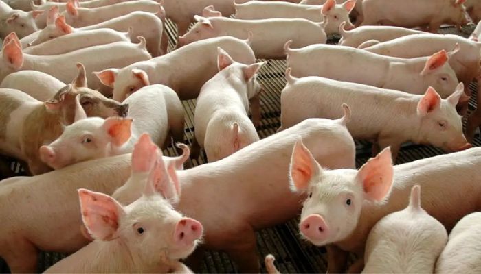 © Divulgação Governo Federal Chile passará a importar carne suína do Paraná